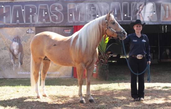 Haras Medalha de Ouro expõe dois destacados garanhões